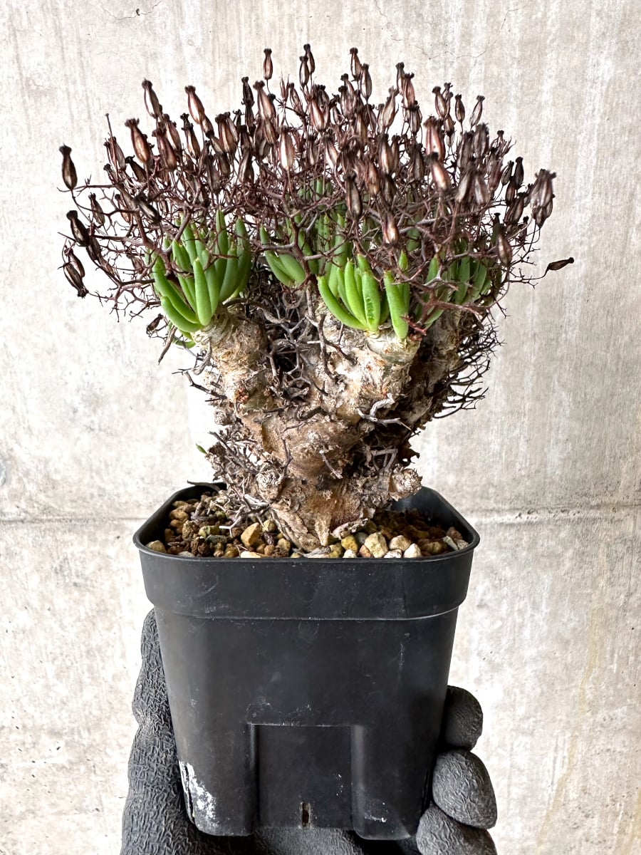 【現品限り】チレコドン・レティキュラータス 現地株 発根済み 万物想【K45】 Tylecodon reticulatus