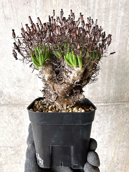 【現品限り】チレコドン・レティキュラータス 現地株 発根済み 万物想【K45】 Tylecodon reticulatus