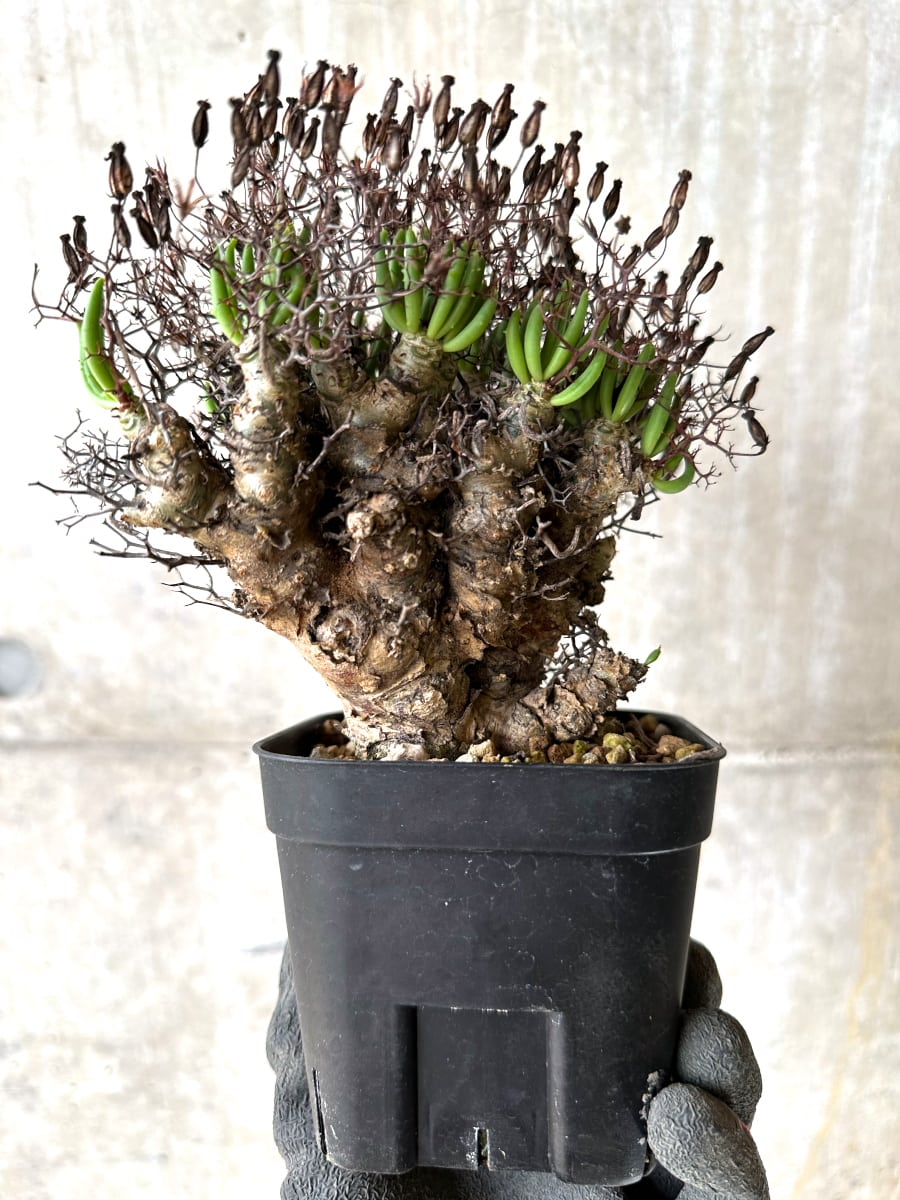 【現品限り】チレコドン・レティキュラータス 現地株 発根済み 万物想【K45】 Tylecodon reticulatus