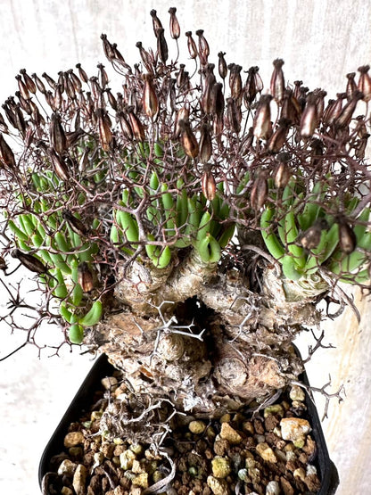 【現品限り】チレコドン・レティキュラータス 現地株 発根済み 万物想【K45】 Tylecodon reticulatus