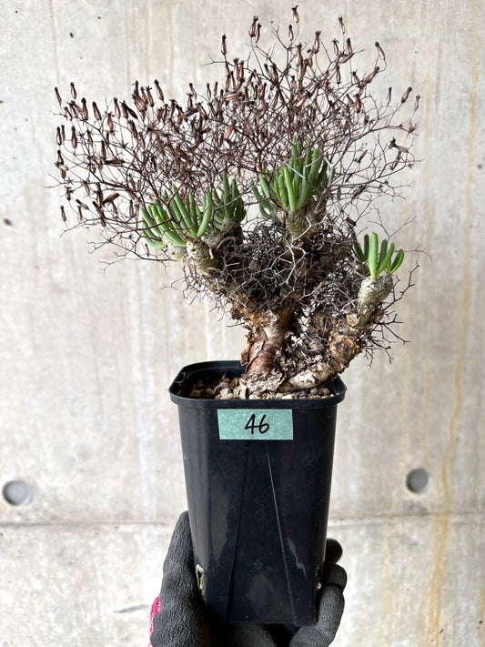 【現品限り】チレコドン・レティキュラータス 現地株 発根済み 万物想【K46】 Tylecodon reticulatus