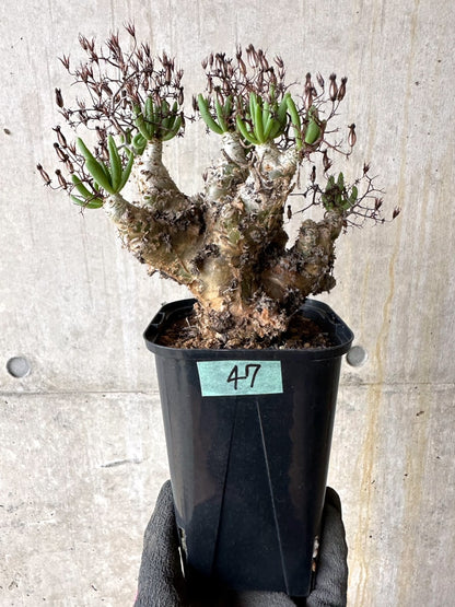 【現品限り】[剪定済み]チレコドン・レティキュラータス 現地株 発根済み 万物想【K47】 Tylecodon reticulatus