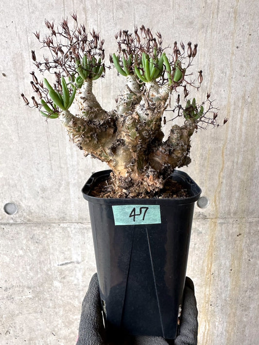 【現品限り】[剪定済み]チレコドン・レティキュラータス 現地株 発根済み 万物想【K47】 Tylecodon reticulatus