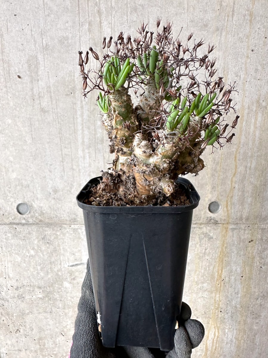 【現品限り】[剪定済み]チレコドン・レティキュラータス 現地株 発根済み 万物想【K47】 Tylecodon reticulatus