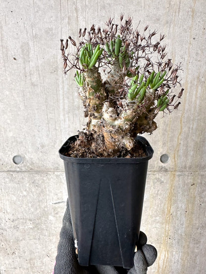 【現品限り】[剪定済み]チレコドン・レティキュラータス 現地株 発根済み 万物想【K47】 Tylecodon reticulatus