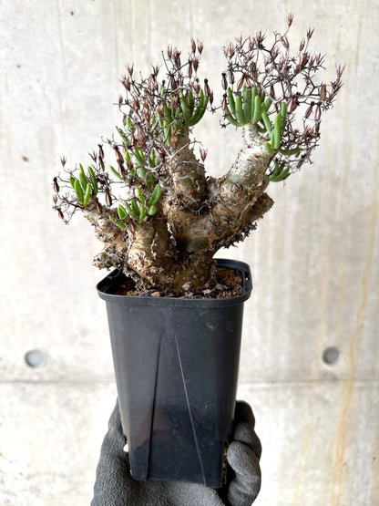 【現品限り】[剪定済み]チレコドン・レティキュラータス 現地株 発根済み 万物想【K47】 Tylecodon reticulatus