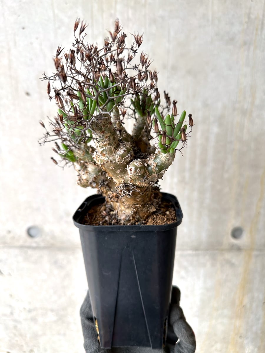 【現品限り】[剪定済み]チレコドン・レティキュラータス 現地株 発根済み 万物想【K47】 Tylecodon reticulatus