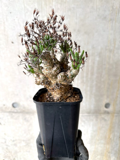 【現品限り】[剪定済み]チレコドン・レティキュラータス 現地株 発根済み 万物想【K47】 Tylecodon reticulatus