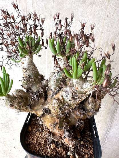 【現品限り】[剪定済み]チレコドン・レティキュラータス 現地株 発根済み 万物想【K47】 Tylecodon reticulatus