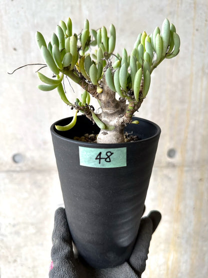 【現品限り】オトンナ・クラビフォリア【K48】 Othonna clavifolia