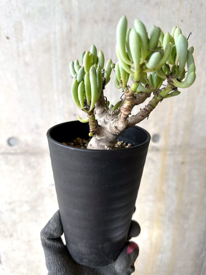 【現品限り】オトンナ・クラビフォリア【K48】 Othonna clavifolia