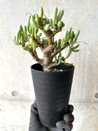 【現品限り】オトンナ・クラビフォリア【K48】 Othonna clavifolia