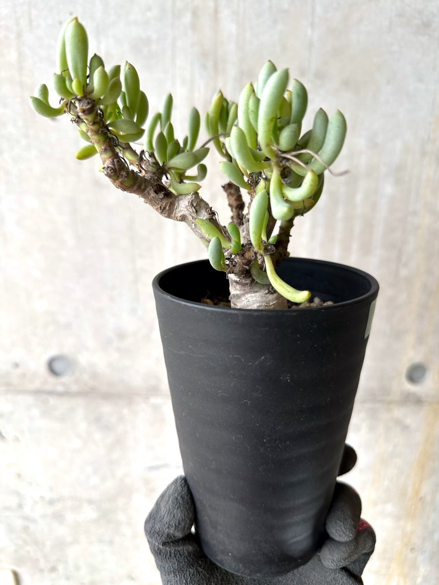 【現品限り】オトンナ・クラビフォリア【K48】 Othonna clavifolia