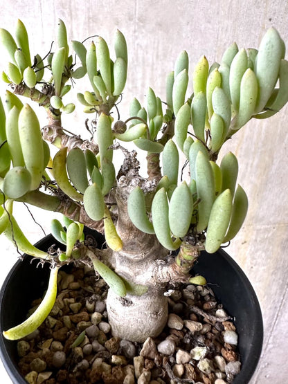 【現品限り】オトンナ・クラビフォリア【K48】 Othonna clavifolia