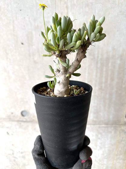 【現品限り】オトンナ・クラビフォリア【K49】 Othonna clavifolia