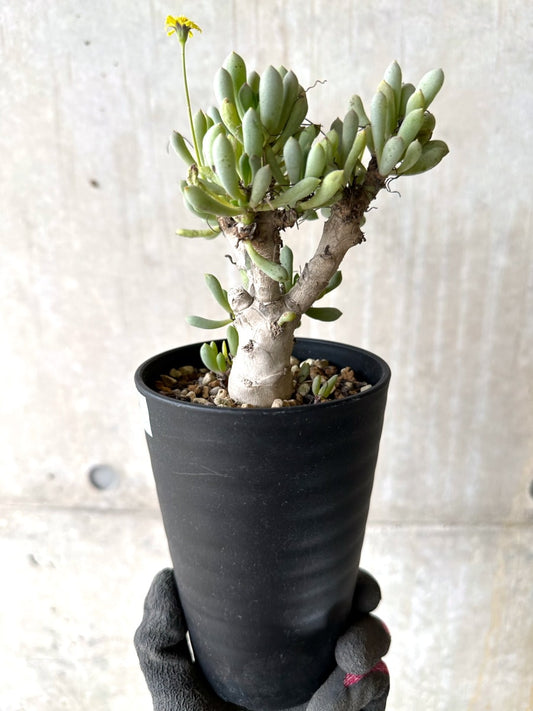 【現品限り】オトンナ・クラビフォリア【K49】 Othonna clavifolia