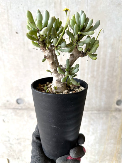 【現品限り】オトンナ・クラビフォリア【K49】 Othonna clavifolia