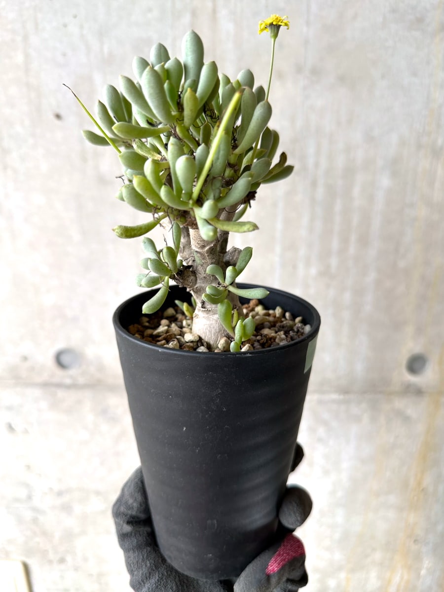 【現品限り】オトンナ・クラビフォリア【K49】 Othonna clavifolia