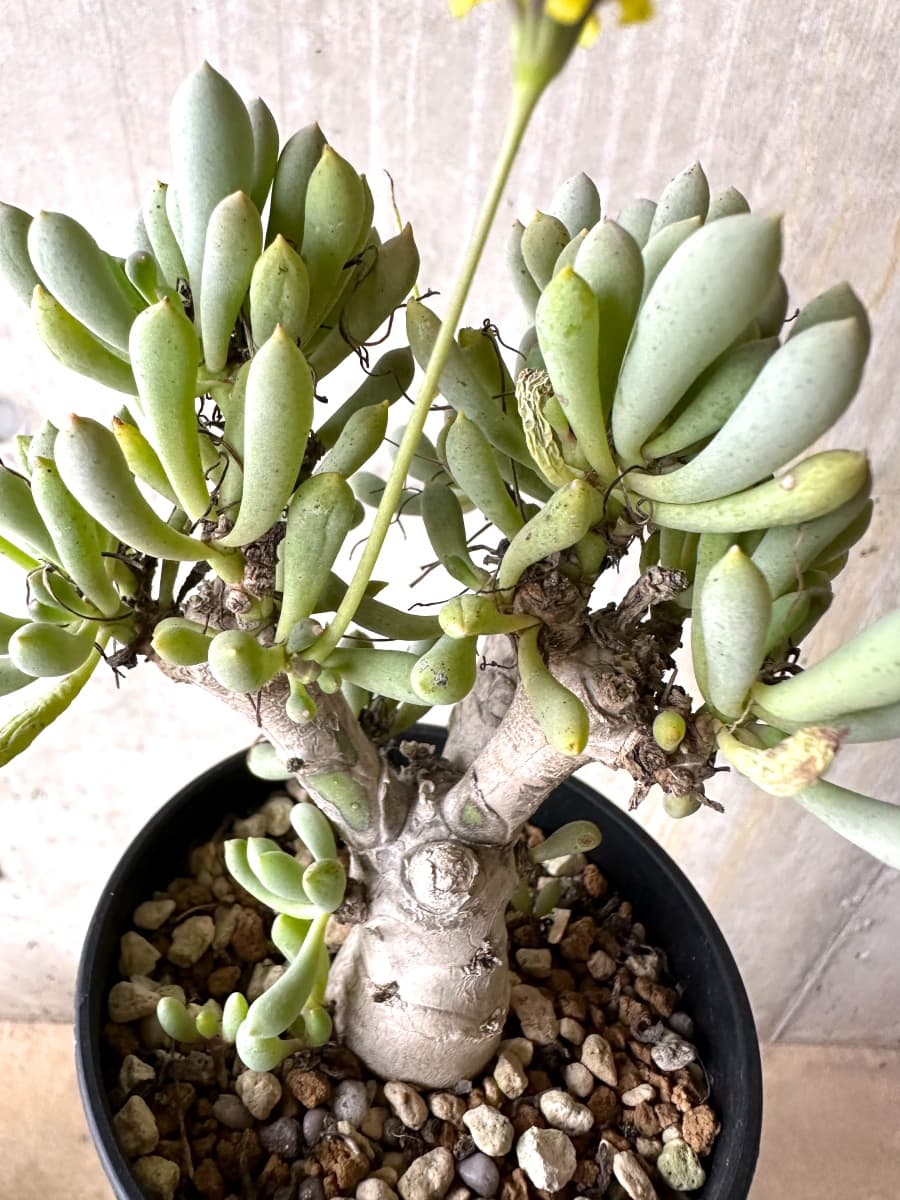現品限り】オトンナ・クラビフォリア【K49】 Othonna clavifolia 塊根