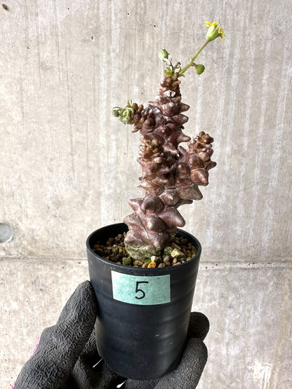 【現品限り】オトンナ・ヘレー 蛮鬼塔[在庫整理価格]【K5】 Othonna herrei