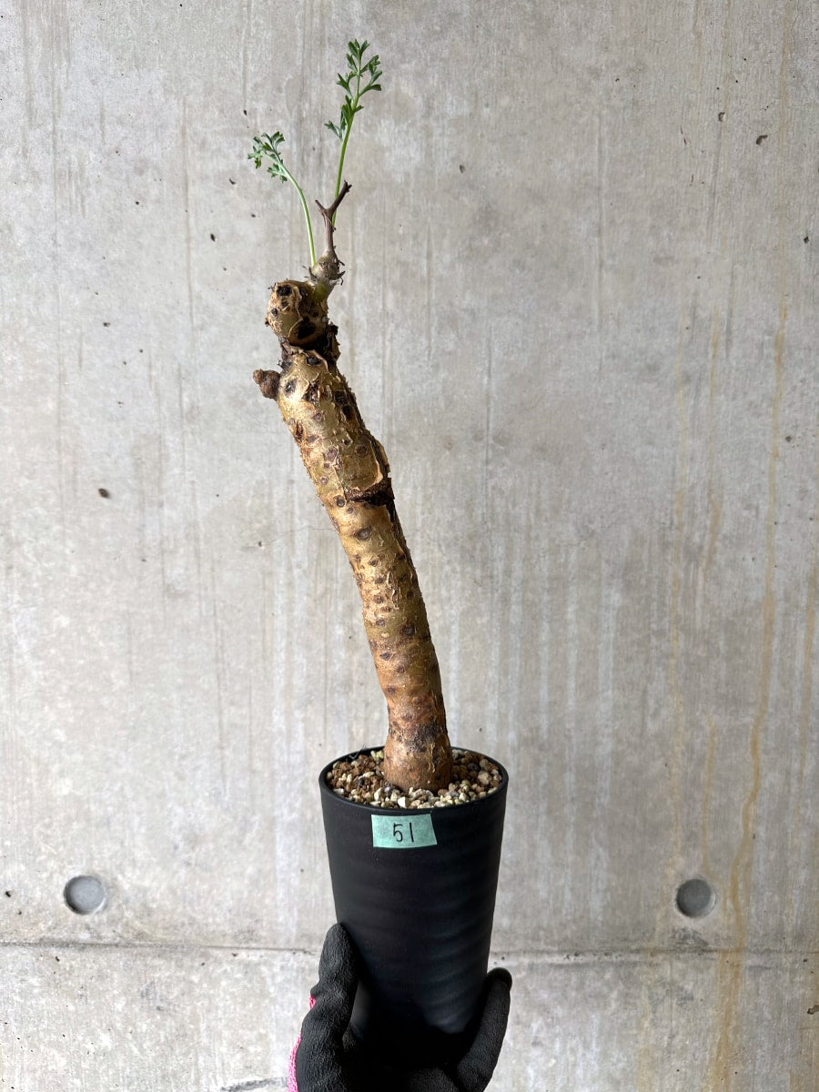 【現品限り】ペラルゴニウム・クリズミフォリウム 現地株 おそらく発根済み 10ヶ月管理【K51】 Pelargonium crithmifolium