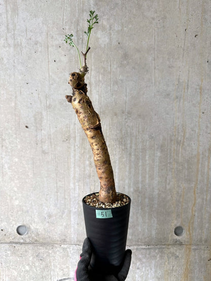 【現品限り】ペラルゴニウム・クリズミフォリウム 現地株 おそらく発根済み 10ヶ月管理【K51】 Pelargonium crithmifolium