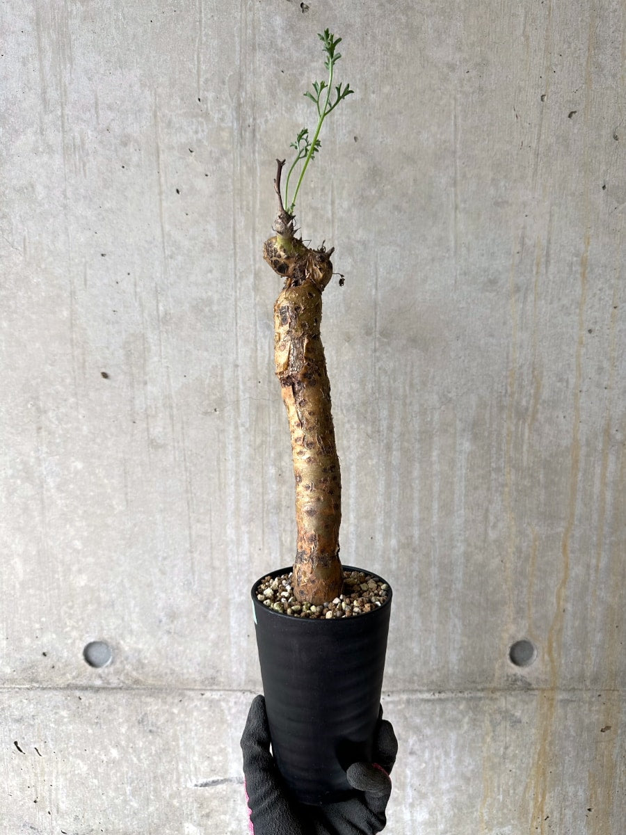 【現品限り】ペラルゴニウム・クリズミフォリウム 現地株 おそらく発根済み 10ヶ月管理【K51】 Pelargonium crithmifolium