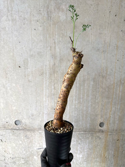 【現品限り】ペラルゴニウム・クリズミフォリウム 現地株 おそらく発根済み 10ヶ月管理【K51】 Pelargonium crithmifolium