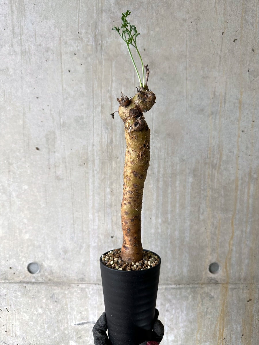 【現品限り】ペラルゴニウム・クリズミフォリウム 現地株 おそらく発根済み 10ヶ月管理【K51】 Pelargonium crithmifolium