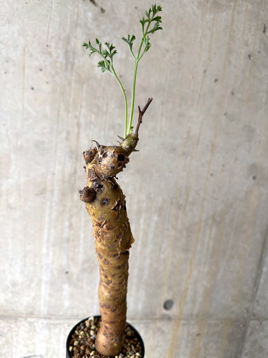 【現品限り】ペラルゴニウム・クリズミフォリウム 現地株 おそらく発根済み 10ヶ月管理【K51】 Pelargonium crithmifolium