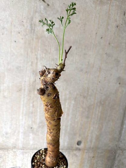 【現品限り】ペラルゴニウム・クリズミフォリウム 現地株 おそらく発根済み 10ヶ月管理【K51】 Pelargonium crithmifolium