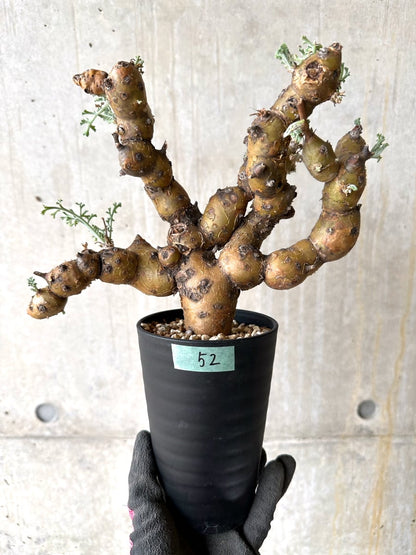 【現品限り】ペラルゴニウム・クリズミフォリウム 現地株 おそらく発根済み 10ヶ月管理【K52】 Pelargonium crithmifolium