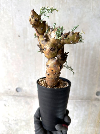 【現品限り】ペラルゴニウム・クリズミフォリウム 現地株 おそらく発根済み 10ヶ月管理【K52】 Pelargonium crithmifolium