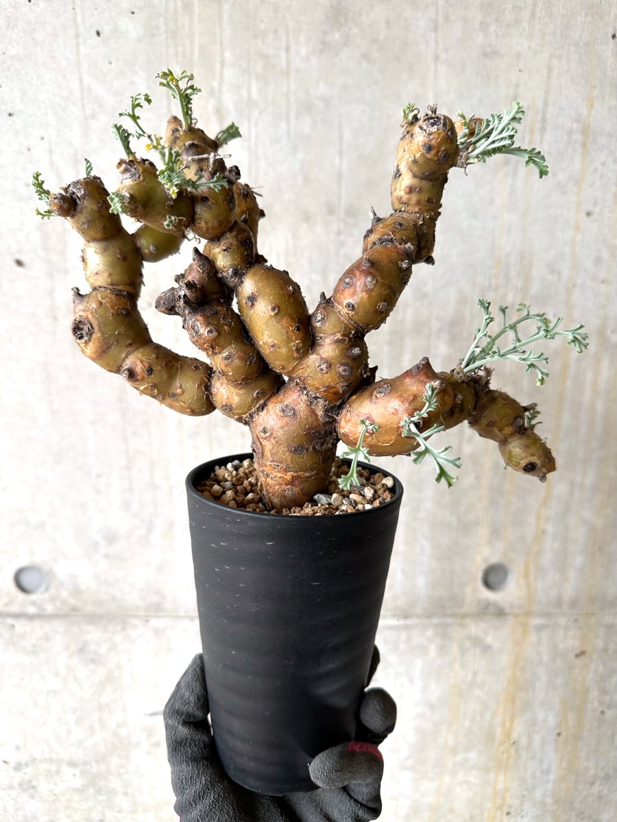 【現品限り】ペラルゴニウム・クリズミフォリウム 現地株 おそらく発根済み 10ヶ月管理【K52】 Pelargonium crithmifolium