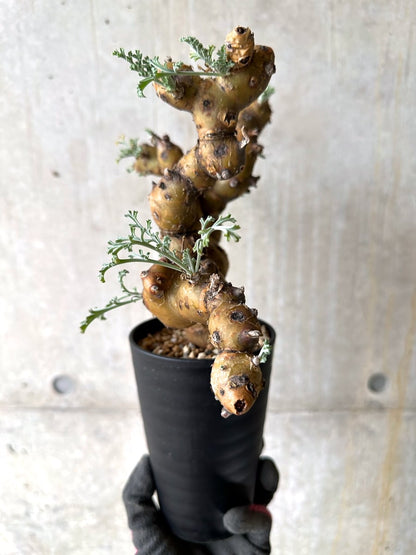 【現品限り】ペラルゴニウム・クリズミフォリウム 現地株 おそらく発根済み 10ヶ月管理【K52】 Pelargonium crithmifolium