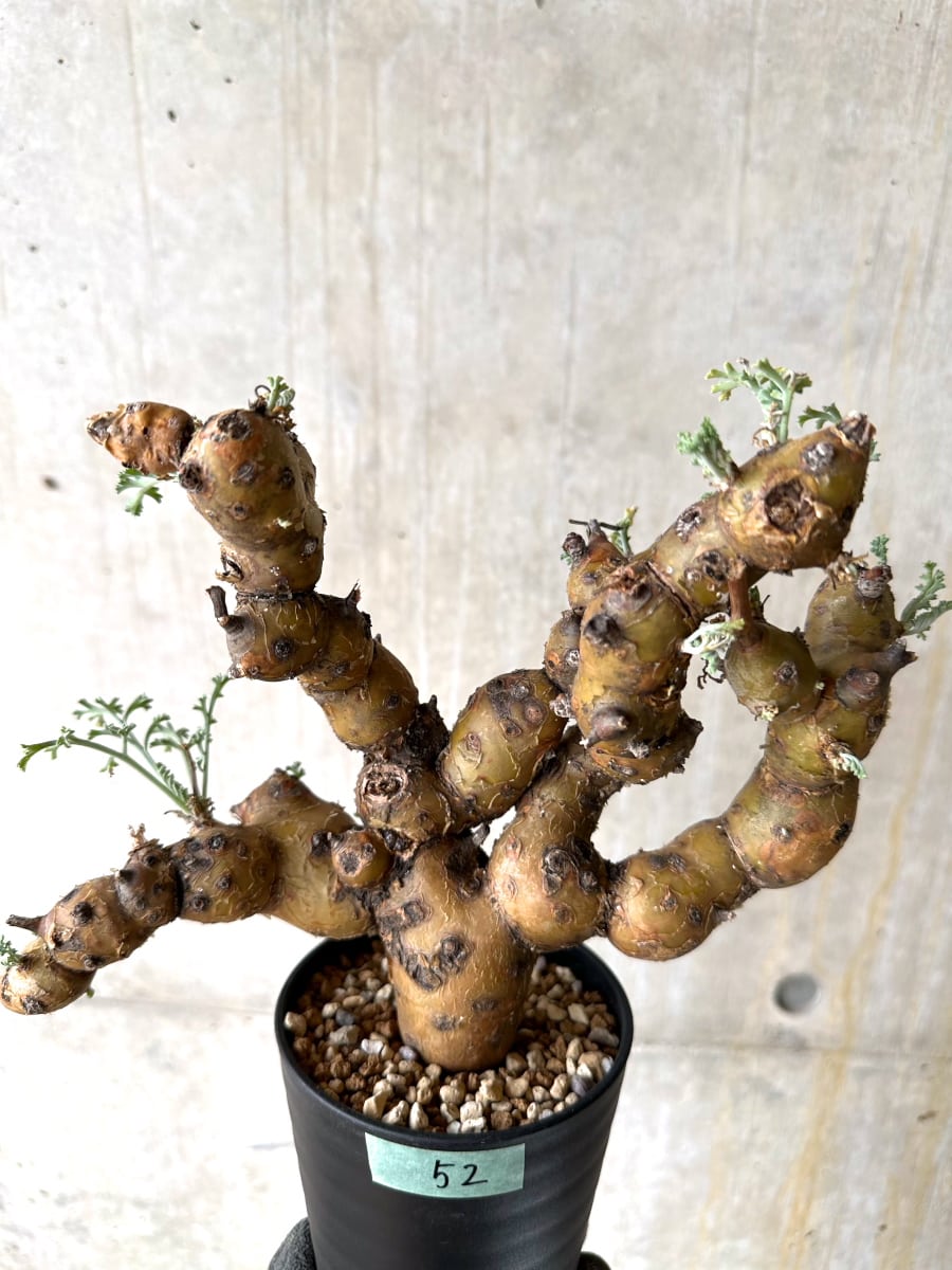 【現品限り】ペラルゴニウム・クリズミフォリウム 現地株 おそらく発根済み 10ヶ月管理【K52】 Pelargonium crithmifolium