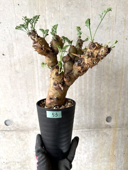 【現品限り】ペラルゴニウム・クリズミフォリウム 現地株 おそらく発根済み 10ヶ月管理【K53】 Pelargonium crithmifolium