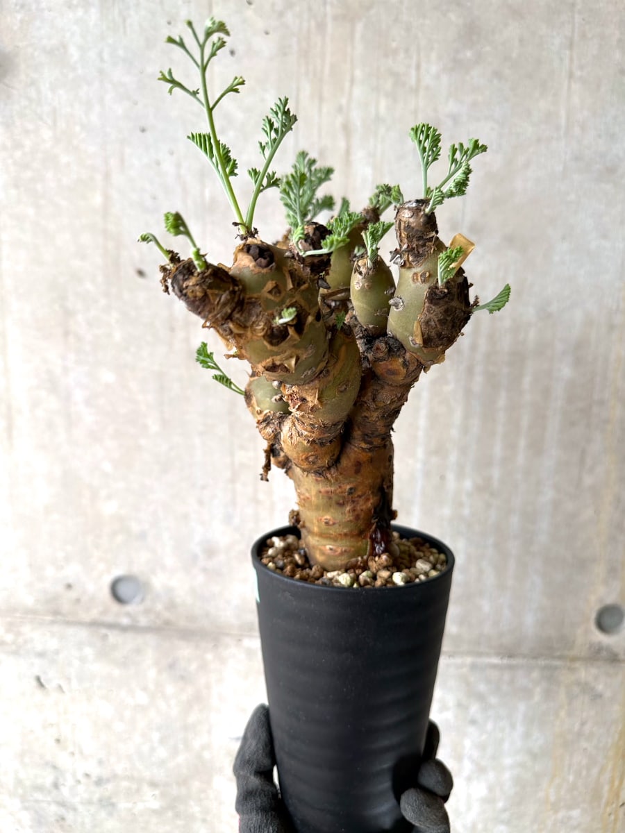 【現品限り】ペラルゴニウム・クリズミフォリウム 現地株 おそらく発根済み 10ヶ月管理【K53】 Pelargonium crithmifolium