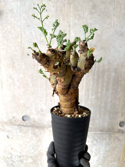 【現品限り】ペラルゴニウム・クリズミフォリウム 現地株 おそらく発根済み 10ヶ月管理【K53】 Pelargonium crithmifolium