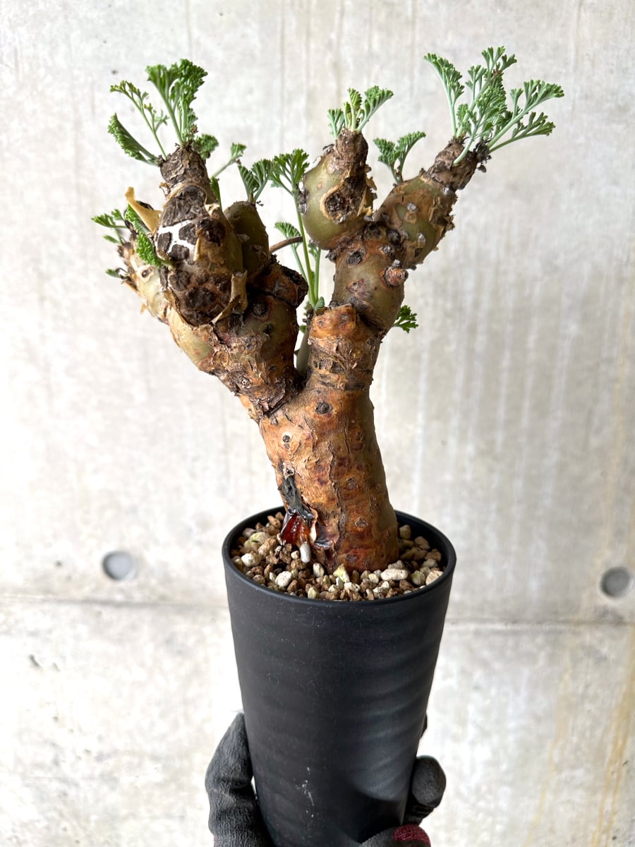 【現品限り】ペラルゴニウム・クリズミフォリウム 現地株 おそらく発根済み 10ヶ月管理【K53】 Pelargonium crithmifolium