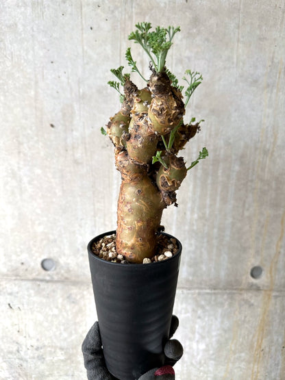 【現品限り】ペラルゴニウム・クリズミフォリウム 現地株 おそらく発根済み 10ヶ月管理【K53】 Pelargonium crithmifolium