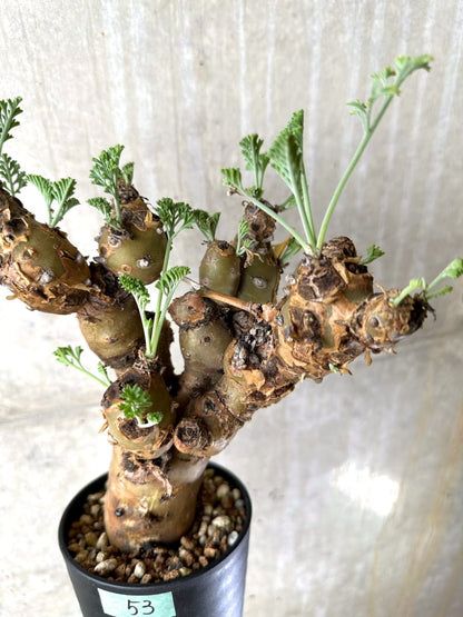 【現品限り】ペラルゴニウム・クリズミフォリウム 現地株 おそらく発根済み 10ヶ月管理【K53】 Pelargonium crithmifolium