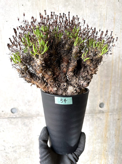 【現品限り】チレコドン・レティキュラータス 現地株 発根済み 万物想【K54】 Tylecodon reticulatus