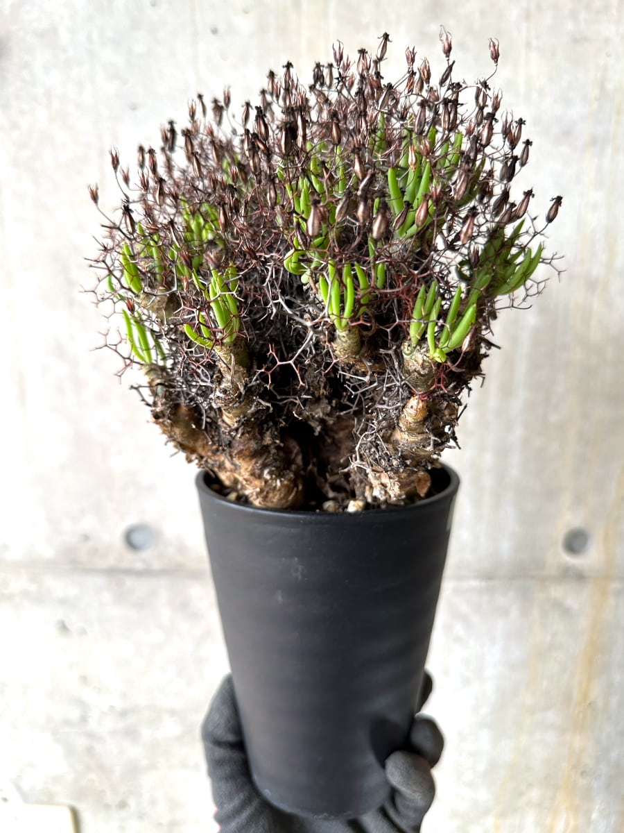 【現品限り】チレコドン・レティキュラータス 現地株 発根済み 万物想【K54】 Tylecodon reticulatus