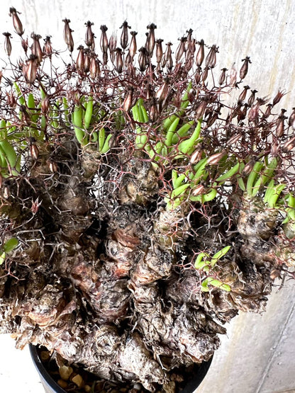 【現品限り】チレコドン・レティキュラータス 現地株 発根済み 万物想【K54】 Tylecodon reticulatus