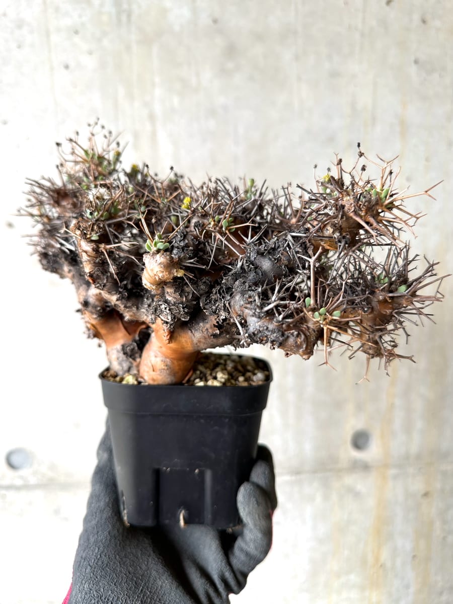 【現品限り】オトンナ・ユーフォルビオイデス 発根済み【K55】 Othonna euphorbioides