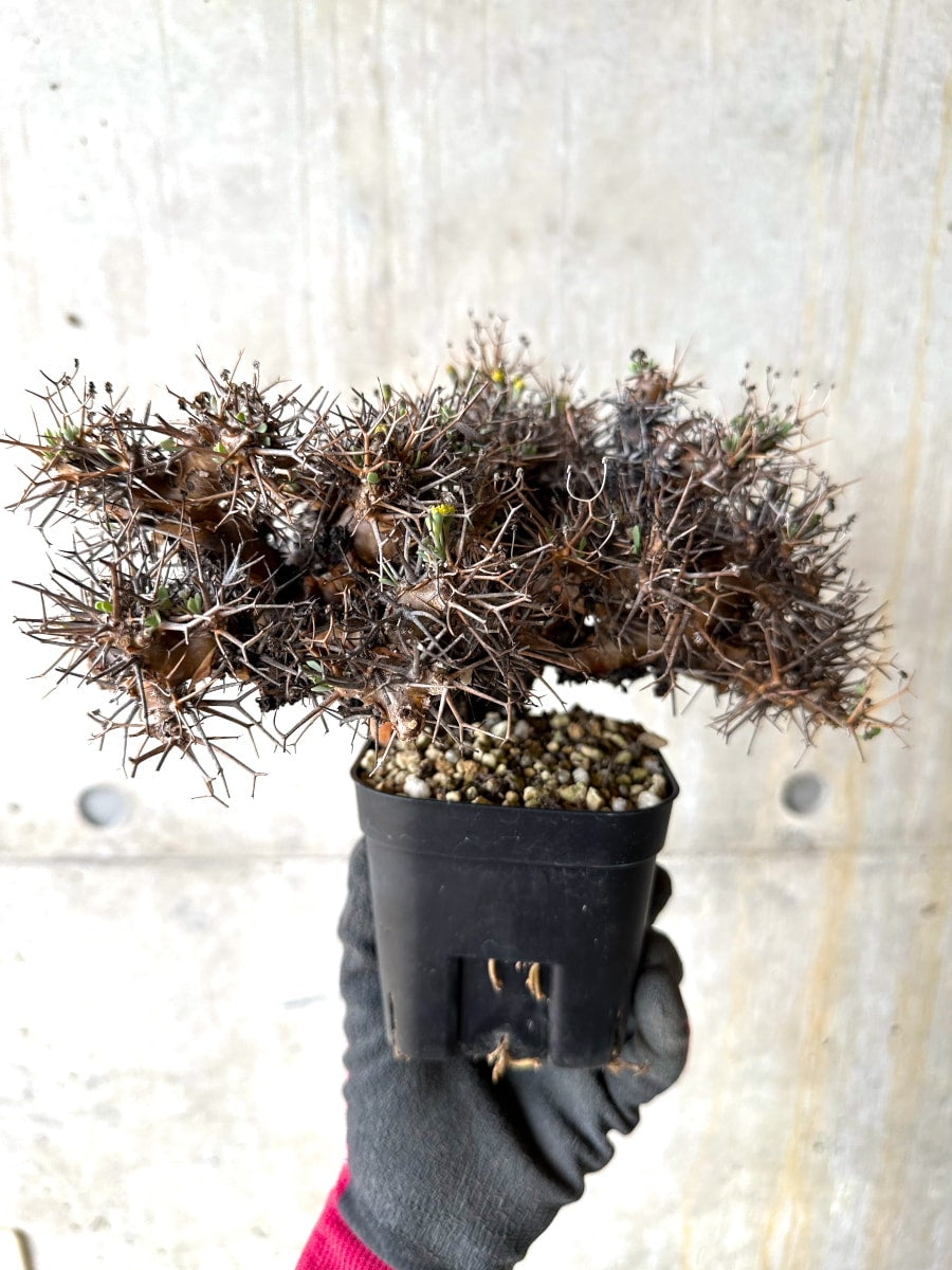 【現品限り】オトンナ・ユーフォルビオイデス 発根済み【K55】 Othonna euphorbioides