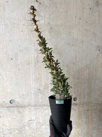 【現品限り】パキポディウム・サンデルシー 白馬城 発根済み【K56】 Pachypodium saundersii