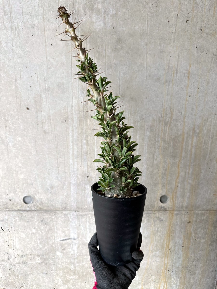【現品限り】パキポディウム・サンデルシー 白馬城 発根済み【K56】 Pachypodium saundersii