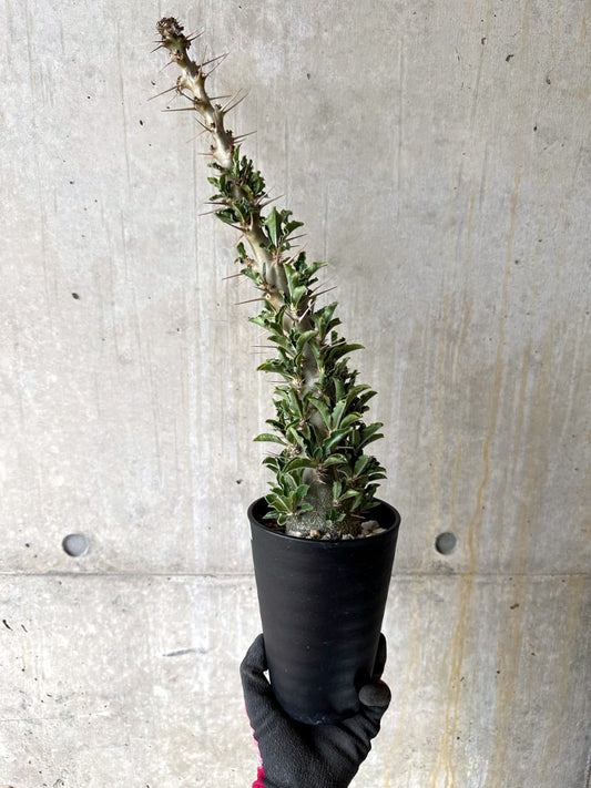 【現品限り】パキポディウム・サンデルシー 白馬城 発根済み【K56】 Pachypodium saundersii